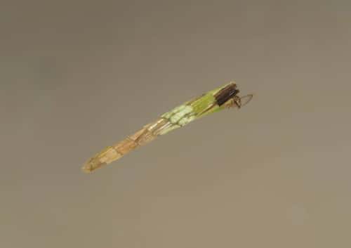 Triaenodes bicolor Caddislfly larva, swimming underwater, Essex, England, UK, May