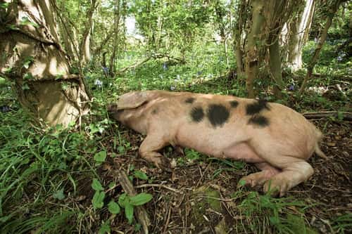 Tamworth pig Sus scrofa, adult asleep in bluebell woodland doing the ecological work of wild boar, a once commoners right to allow pigs to be let free has all but disappeared from the British countryside, Wraxhall, Bristol, Avon, May 2009