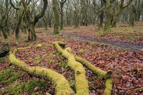Upland Western sessile oak Quercus petraea, rare mature native woodland on a gloomy winter's day, St. Mary's Vale, Brecon Beacons National Park, Wales, February