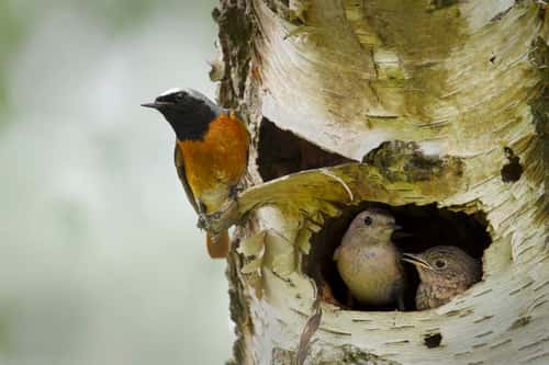 Redstart Phoenicurus phoenicurus, family showing at entrance to nest in old tree, Cannock Chase, Cannock, Staffordshire, England, May (composite)