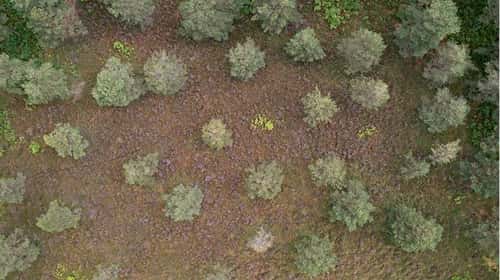 Aerial view of heather and pines and birch in New Forest at Bolderwood, Hampshire, England, UK, August