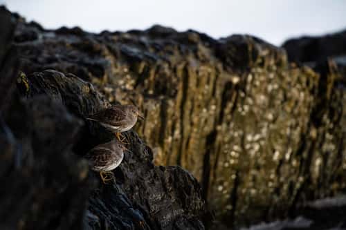 Purple sandpiper Calidris maritima, sat on coastal rocks, Country Cork, Ireland, March