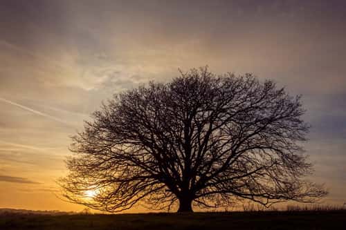 English or Pendunculate oak Quercus robur, mature lone leafless  tree at sunset, Chepstow, Monmouthshire, February
