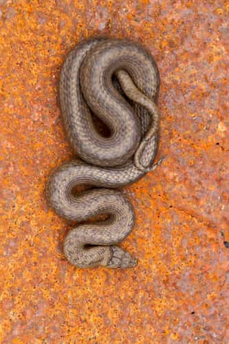 Smooth snake Coronella austriaca, adult male coiled on rusty metal sheet, Arne RSPB Reserve, Dorset, May