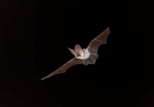 Grey long-eared bat Plecotus austriacus, flying at night, France, July