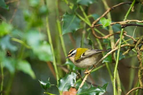 Firecrest Regulus ignicapilla, adult male, foraging from vegetation, New Forest, Hampshire, UK, March