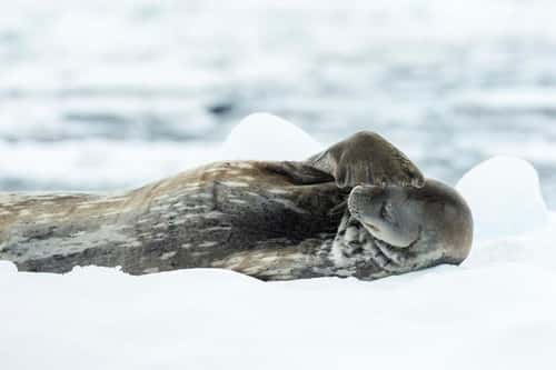Weddell seal Leptonychotes weddellii, hauled out on ice floe and scratching, Cierva Cove, Graham Land, Antarctica, January