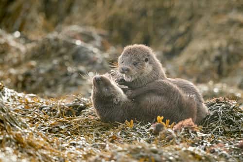 Otter Lutra lutra, juvenile pair play fighting on seaweed-covered shoreline, Shetland, Scotland, UK, October