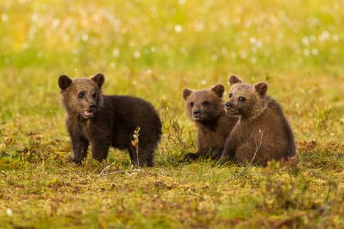 Eurasian brown bear Ursus arctos arctos, three cubs, Finland, July