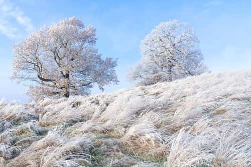 Landscape view of  frost-covered grasses and oak trees, Nottinghamshire, England, UK, December