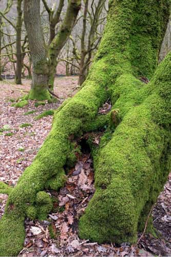 Upland Western sessile oak Quercus petraea, rare mature native mossy tree in a sheltered valley on a gloomy winter's day, St. Mary's Vale, Brecon Beacons National Park, Wales, February