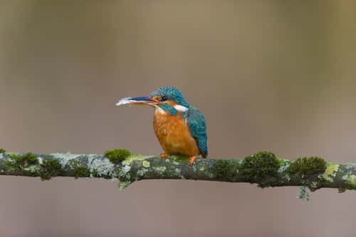 Common kingfisher Alcedo atthis, adult female perched on mossy branch with Three-spined stickleback Gasterosteus aculeatus, prey in beak, Suffolk, England, UK, January