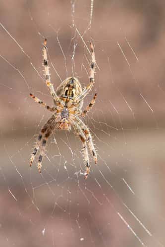 European garden spider Araneus diadematus, hanging on its web against a house wall, showing hairy underside, County Durham, September