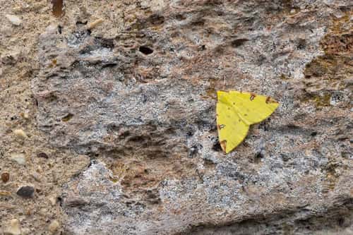Brimstone moth Opisthograptis luteolata, imago roosting on wall, Mudgley, Somerset, England, UK, July