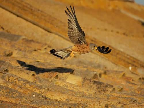 Lesser kestrel Falco naumanni, single male in flight, Spain, June