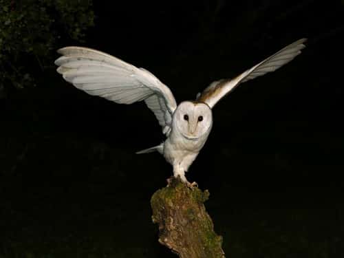 Barn owl Tyto alba, on perch with wings outstretched, Norfolk, England, UK, August