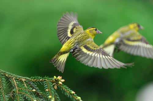 Siskin Carduelis spinus, male birds taking off from spruce branch in forestry plantation, Inverness-shire, Scotland, UK, May