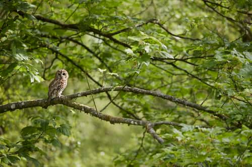 Tawny owl Strix aluco, wild bird perched in woodland setting on summer morning, Dumfries and Galloway, Scotland, UK, June