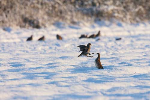 Grey partridge Perdix perdix, male pair fighting in snow, Snettisham, Norfolk, December