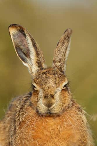 Brown hare Lepus europaeus, adult head portrait, Suffolk, England, UK, April