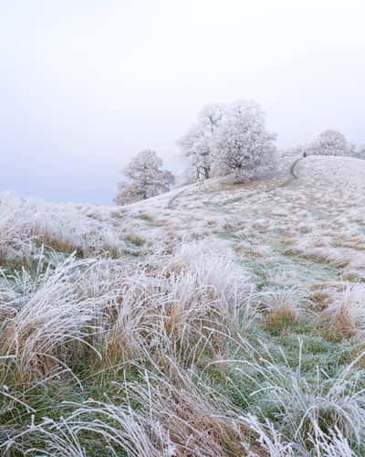 Vertical view of a frost-covered grasses and trees with a single person walking a dog, Nottinghamshire, England, UK, December