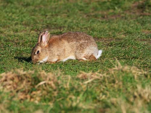 European rabbit Oryctolagus cuniculus, feeding on grassland near the Chewton Bunny, Highcliffe, Dorset, England, UK, March