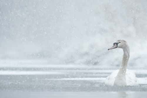 Mute swan Cygnus olor, juvenile on cold canal during heavy winter snowfall, Shropshire, England, UK, January