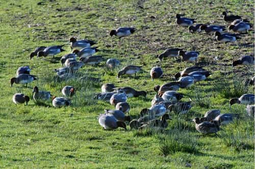 Wigeon Anas penelope, flock grazing grass on pastureland bordering the River Severn, Gloucestershire, UK, January