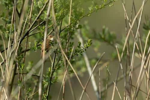 Eurasian reed warbler Acrocephalus scirpaceus, adult perched in reedbed, Langford Lakes, Wiltshire, April