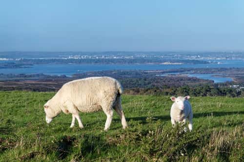 Domestic sheep Ovis aries, Dorset variety, ewe and lamb grazing hilltop grassland with Poole Harbour in the background, Ballard Down, Dorset, UK, November