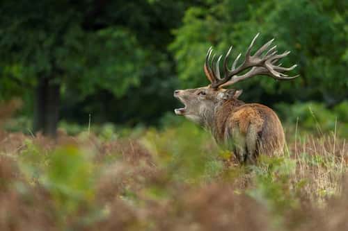Red deer Cervus elaphus, stag roaring, Bushy Park, London, UK, September