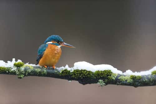 Common kingfisher Alcedo atthis, adult female perched on snow-covered branch, Suffolk, England, UK, March