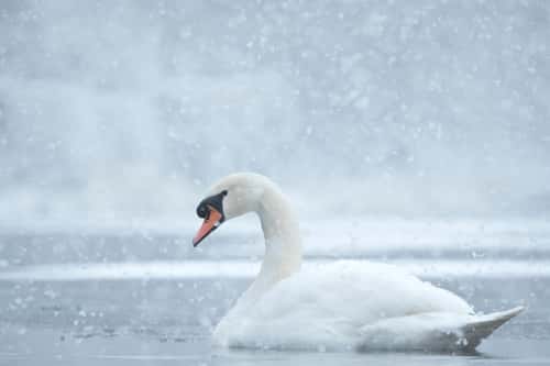 Mute swan Cygnus olor, male on cold canal during heavy winter snowfall, Shropshire, England, UK, January