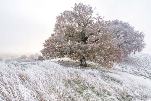 Landscape view of  frost-covered grasses and oak trees on a hill surrounded by farmland, Nottinghamshire, England, UK, December