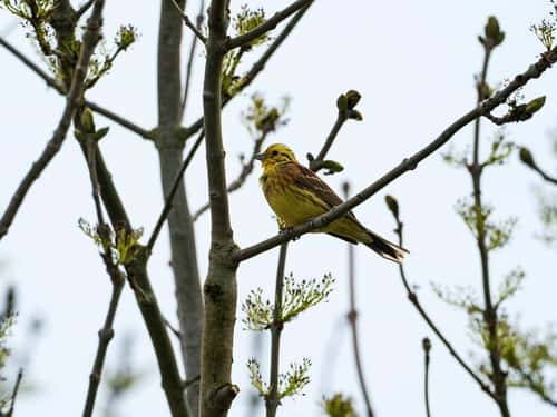 Yellowhammer Emberiza citrinella adult perched in Ash Fraxinus excelsior, Hampshire, England, UK, May