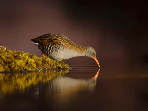 Water rail Rallus aquaticus, foraging on island of moss and reeds, South Scotland, UK, November