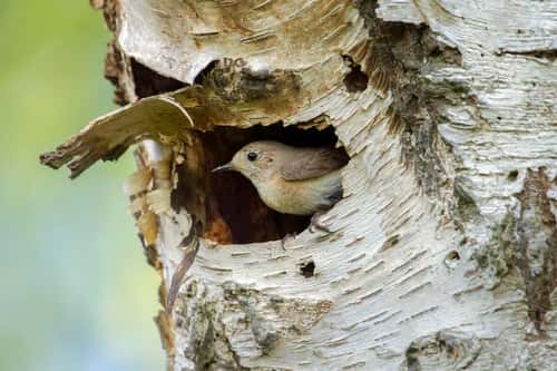 Redstart Phoenicurus phoenicurus, female showing its self at the  entrance of nest, Cannock Chase, Cannock, Staffordshire, England, May