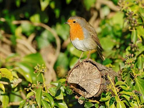 Robin Erithacus rubecula, perched on tree stump, The Wirral, UK, December