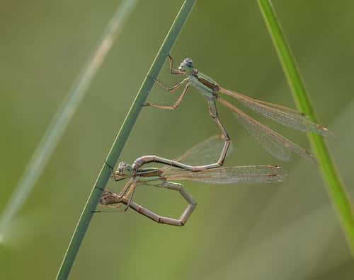 Southern emerald damselfly Lestes barbarus, pair egg laying on a stem, Essex, England, UK, August