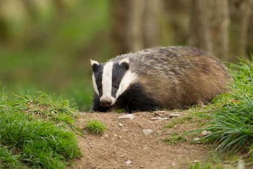 Badger Meles meles, looking for food in woodland, Scotland, April