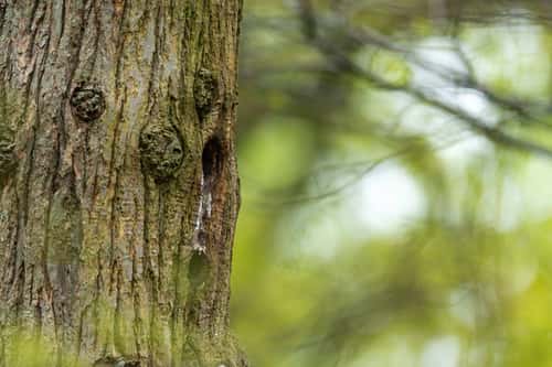 Common starling Sturnus vulgaris, nest hole, Arne, Dorset, England, UK, May