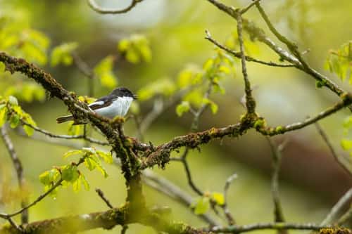 European pied flycatcher Ficedula hypoleuca, adult male perched in tree, Exmoor National Park, Somerset, England, UK, May