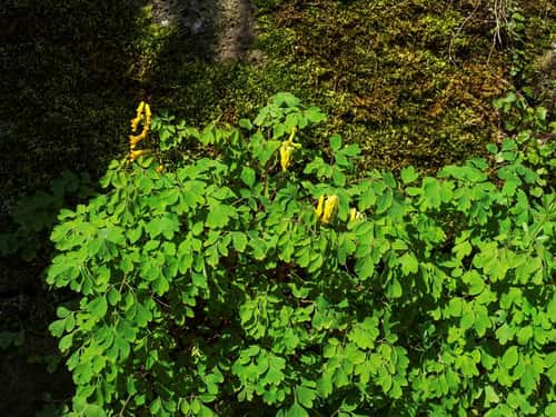 Yellow corydalis Pseudofumaria lutea, growing on one of the buttresses of the Precinct, part of the ancient Shaftesbury Abbey, Gold Hill, Shaftesbury, Dorset, England, UK, April