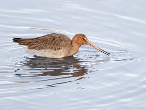 Black-tailed godwit Limosa limosa, wading in shallow water, RSPB Burton Mere Wetlands Reserve, Wirral, UK, December