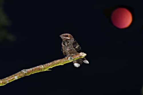 Nightjar Caprimulgus europaeus, male perched on lichen-covered silver birch branch in moonlight, front view showing white tail markings, Salthouse Heath, Norfolk, England, UK, July