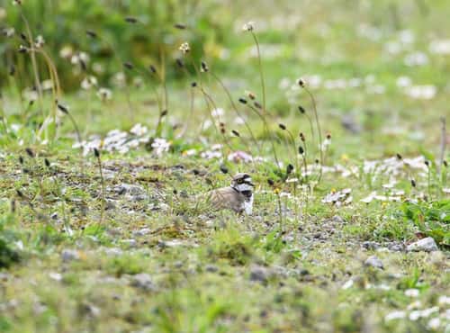 Little ringed plover Charadrius dubius, brooding eggs, surrounded by flowering daisies, plantains etc, RSPB Saltholme Nature Reserve, Teesside, England, UK, May