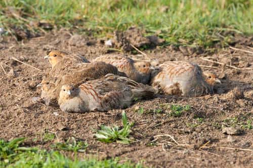 Grey partridge Perdix perdix, adults, covey of birds dust bathing, Elmley Marshes, Kent, October