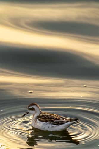 Red-necked phalarope Phalaropus lobatus, portrait of a single juvenile plumage bird feeding with golden light reflecting in the surface of the lake, King's Mill reservoir, Mansfield, Nottinghamshire, England, UK, August