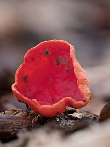 Scarlet elf cap Sarcoscypha coccinea, Essex, January
