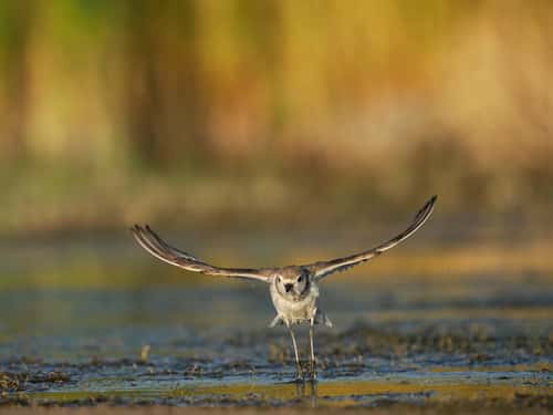 Kentish plover Charadrius alexandrinus, single bird in flight by water, Spain, June
